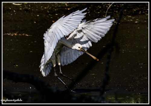 Spatule blanche